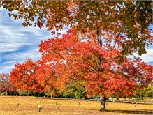 Fall_Color_Trees-6