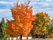 Fall_Color_Trees-7