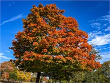 Fall_Color_Trees-8