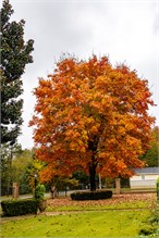 Fall_Color_Trees-9