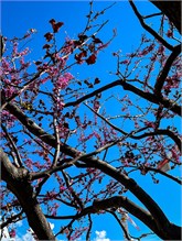 08JardinJaponais