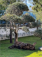 14JardinJaponais
