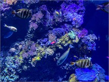 04Musee_Oceanography