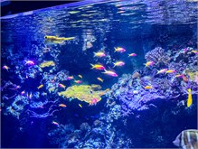 05Musee_Oceanography