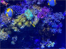 07Musee_Oceanography