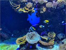 08Musee_Oceanography