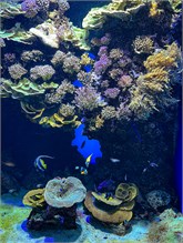 09Musee_Oceanography