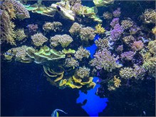 10Musee_Oceanography