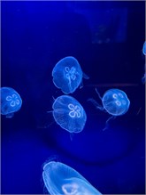 15Musee_Oceanography