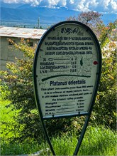 26-Telavi-Georgia