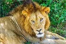 01-Africa-Animals-by-Susan