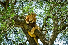 02-Africa-Animals-by-Susan