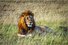 03-Africa-Animals-by-Susan