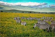 04-Africa-Animals-by-Susan