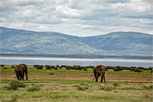 07-Africa-Animals-by-Susan