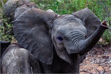 08-Africa-Animals-by-Susan