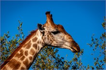 10-Africa-Animals-by-Susan