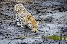 11-Africa-Animals-by-Susan