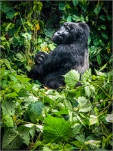 12-Africa-Animals-by-Susan