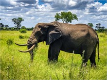 13-Africa-Animals-by-Susan