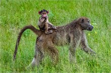 14-Africa-Animals-by-Susan
