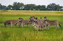 15-Africa-Animals-by-Susan