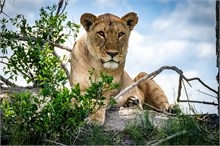 16-Africa-Animals-by-Susan