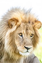 17-Africa-Animals-by-Susan