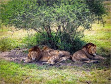 19-Africa-Animals-by-Susan