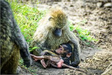 20-Africa-Animals-by-Susan