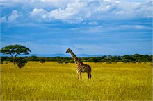 21-Africa-Animals-by-Susan