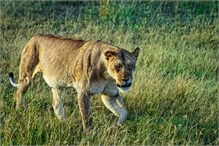 22-Africa-Animals-by-Susan