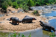 23-Africa-Animals-by-Susan