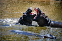 24-Africa-Animals-by-Susan