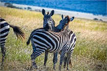 25-Africa-Animals-by-Susan