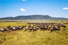 26-Africa-Animals-by-Susan