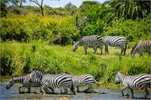 27-Africa-Animals-by-Susan