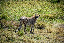 28-Africa-Animals-by-Susan