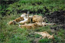 29-Africa-Animals-by-Susan