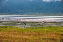 30-Africa-Animals-by-Susan