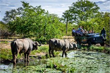 31-Africa-Animals-by-Susan