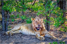 33-Africa-Animals-by-Susan