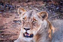 34-Africa-Animals-by-Susan