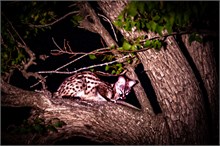 35-Africa-Animals-by-Susan