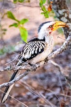 36-Africa-Animals-by-Susan