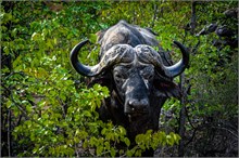 37-Africa-Animals-by-Susan