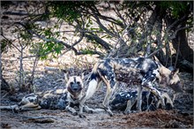 38-Africa-Animals-by-Susan