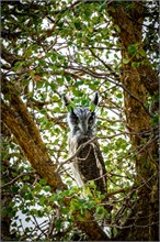 39-Africa-Animals-by-Susan