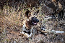 40-Africa-Animals-by-Susan