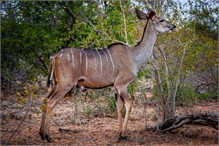 41-Africa-Animals-by-Susan